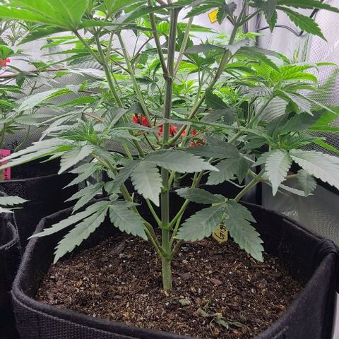 Giggle Gas growlog timeline photo