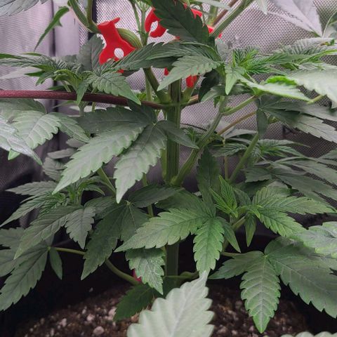 Cherrylicious growlog timeline photo