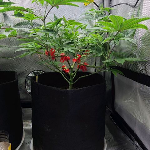 Hood Trophy growlog timeline photo