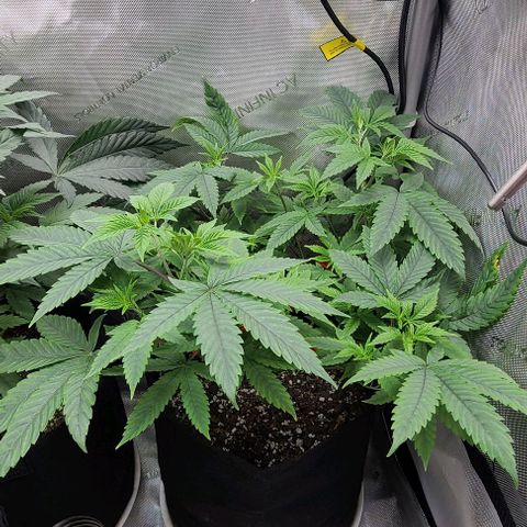 Hood Trophy growlog timeline photo