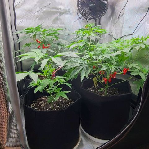 Cherrylicious growlog timeline photo