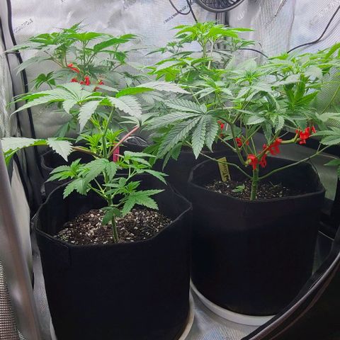 Cherrylicious growlog timeline photo