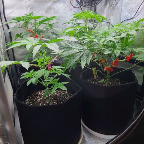 Cherrylicious growlog timeline photo