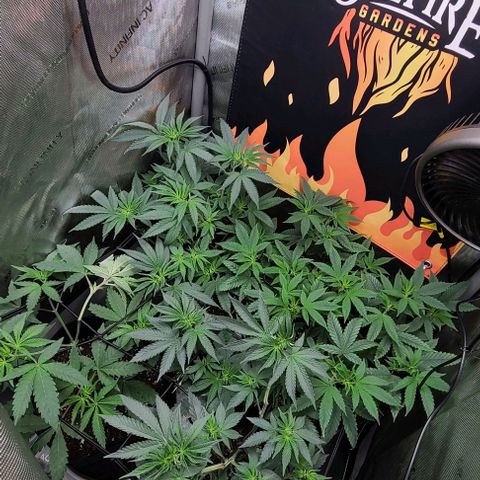 Cherrylicious growlog timeline photo