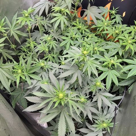 Cherrylicious growlog timeline photo