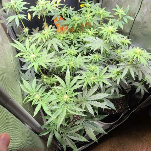 Cherrylicious growlog timeline photo