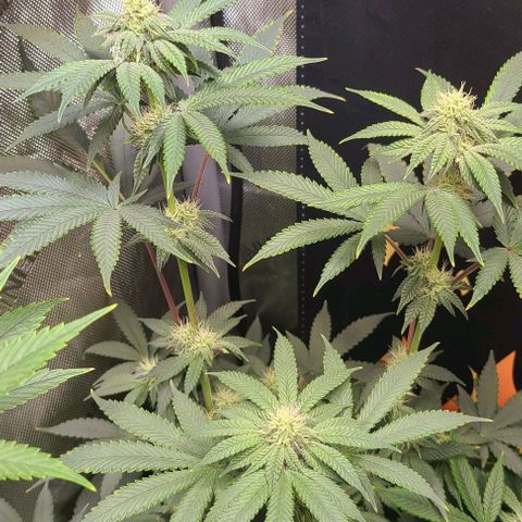 Cherrylicious growlog timeline photo