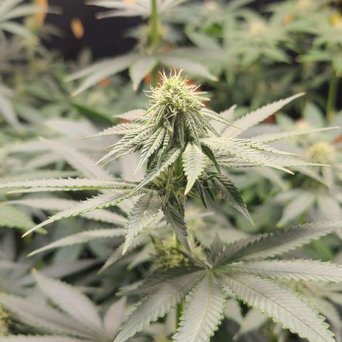 Giggle Gas growlog timeline photo