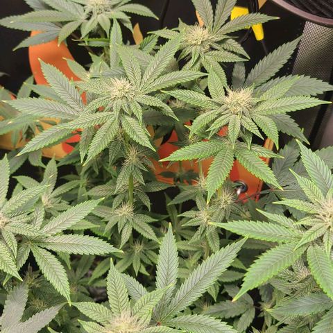 Hood Trophy growlog timeline photo