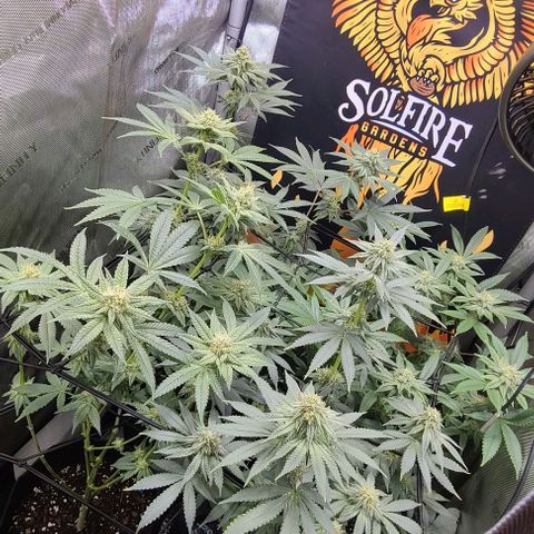 Cherrylicious growlog timeline photo