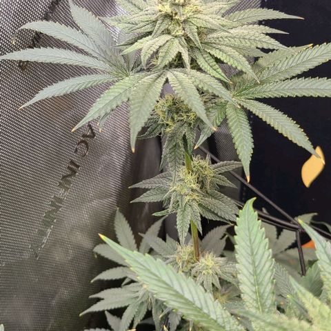 Cherrylicious growlog timeline photo