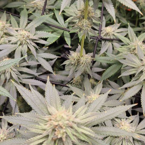 Giggle Gas growlog timeline photo