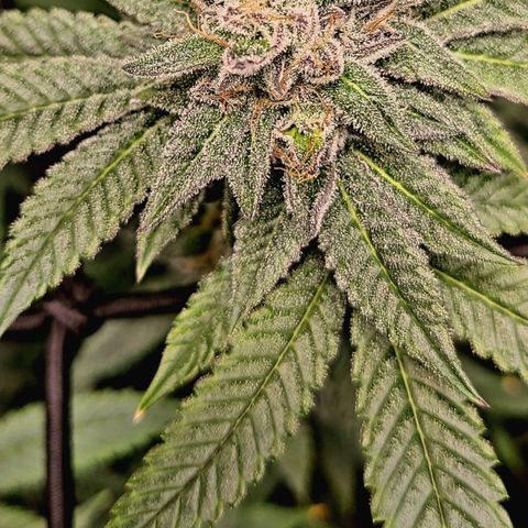 Hood Trophy growlog timeline photo