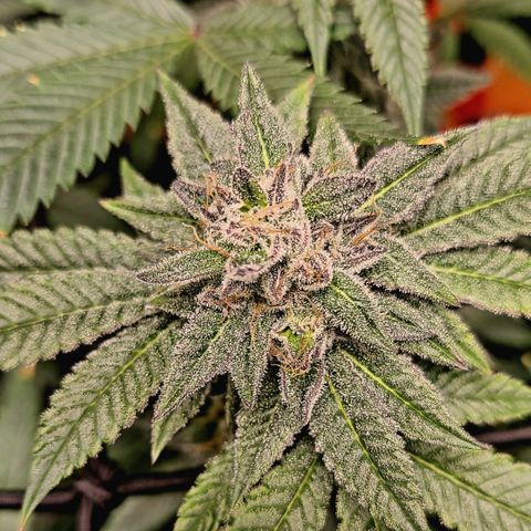 Hood Trophy growlog timeline photo
