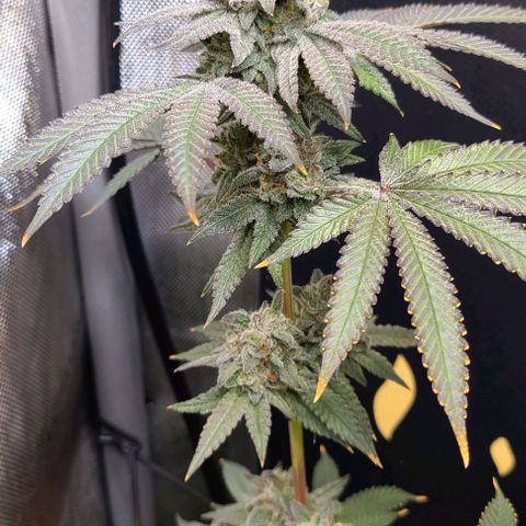 Cherrylicious growlog timeline photo