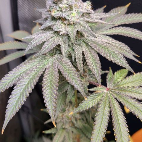 Cherrylicious growlog timeline photo
