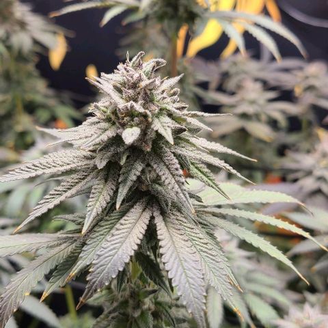 Giggle Gas growlog timeline photo