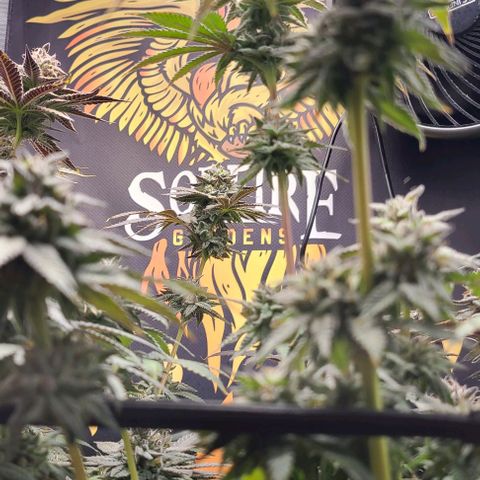 Giggle Gas growlog timeline photo