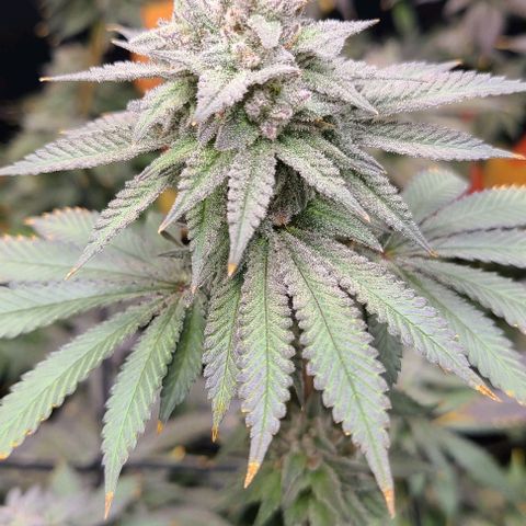 Giggle Gas growlog timeline photo