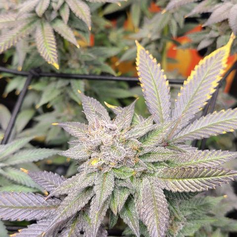 Hood Trophy growlog timeline photo