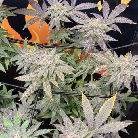 Hood Trophy growlog timeline photo