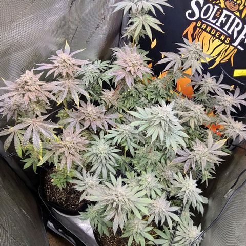 Cherrylicious growlog timeline photo