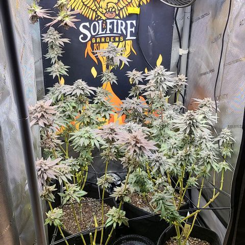 Cherrylicious growlog photo: Chop chop