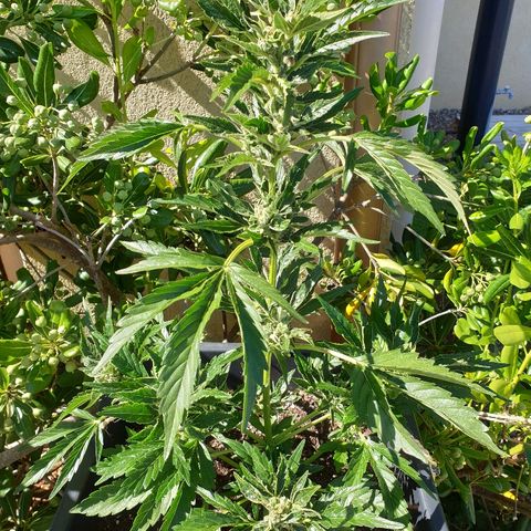 Royal Haze Automatic growlog timeline photo