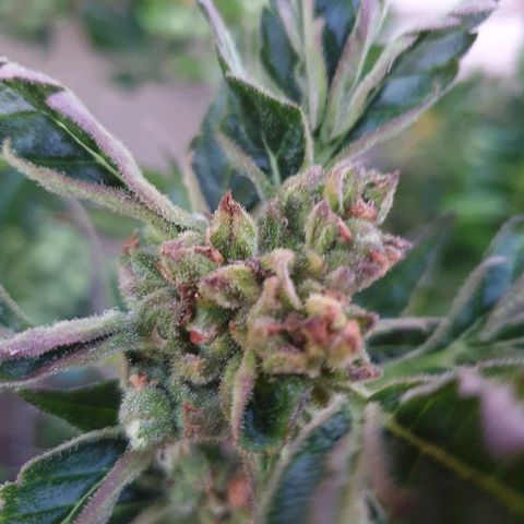 Royal Haze Automatic growlog timeline photo