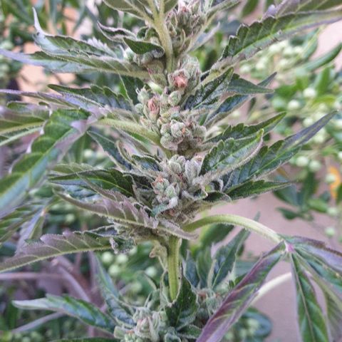 Royal Haze Automatic growlog timeline photo