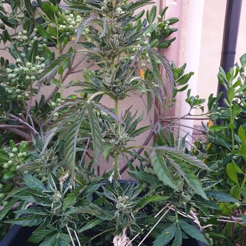 Royal Haze Automatic growlog timeline photo