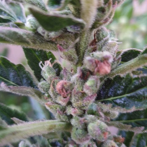 Royal Haze Automatic growlog timeline photo