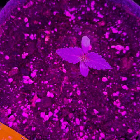 Northern Lights Autoflowering growlog timeline photo