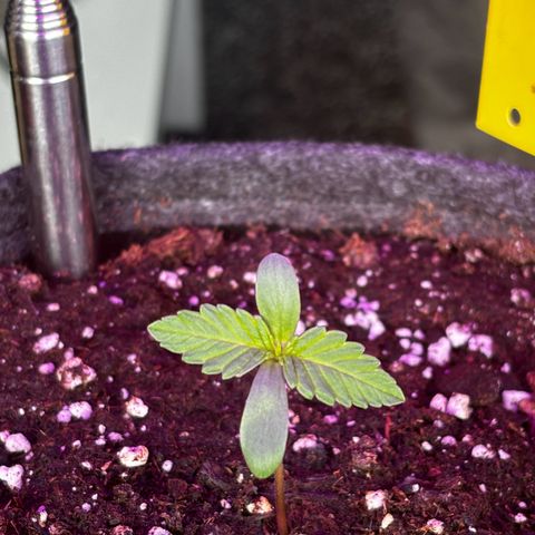 Northern Lights Autoflowering growlog timeline photo