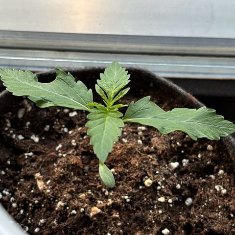 Northern Lights Autoflowering growlog timeline photo