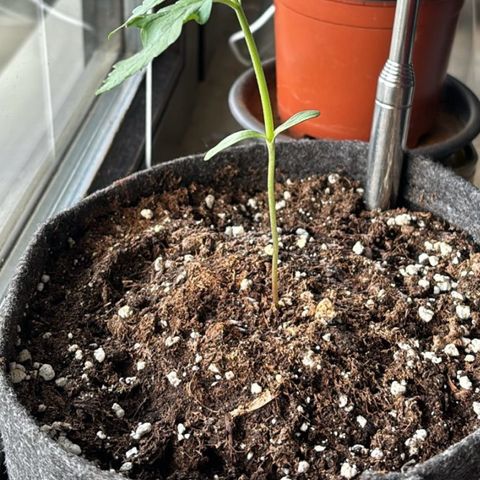 Northern Lights Autoflowering growlog timeline photo