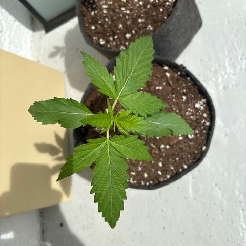 Northern Lights Autoflowering growlog timeline photo