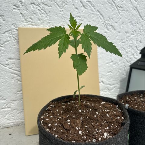Northern Lights Autoflowering growlog timeline photo