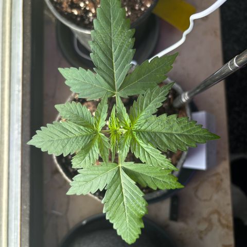Northern Lights Autoflowering growlog timeline photo