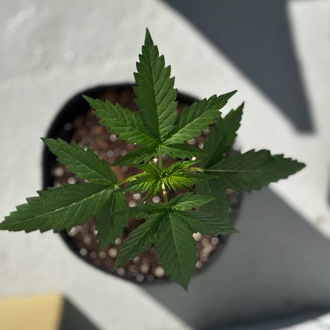 Northern Lights Autoflowering growlog timeline photo