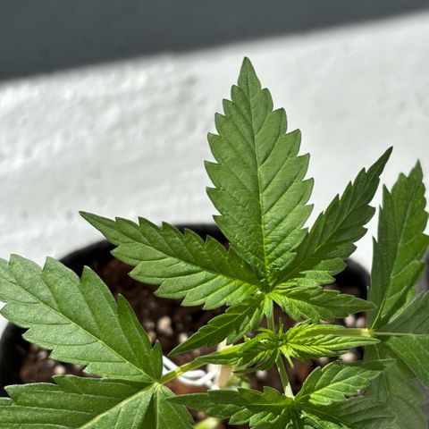 Northern Lights Autoflowering growlog timeline photo