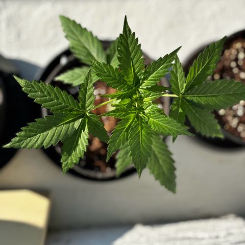 Northern Lights Autoflowering growlog timeline photo