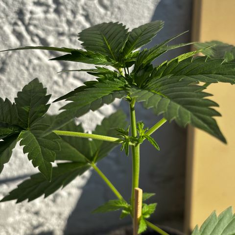 Northern Lights Autoflowering growlog timeline photo