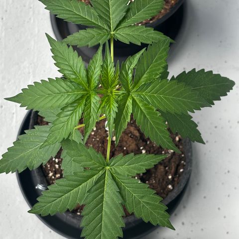 Northern Lights Autoflowering growlog timeline photo