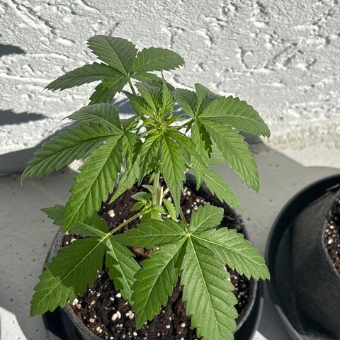 Northern Lights Autoflowering growlog timeline photo