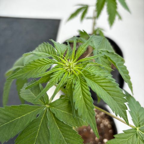 Northern Lights Autoflowering growlog timeline photo