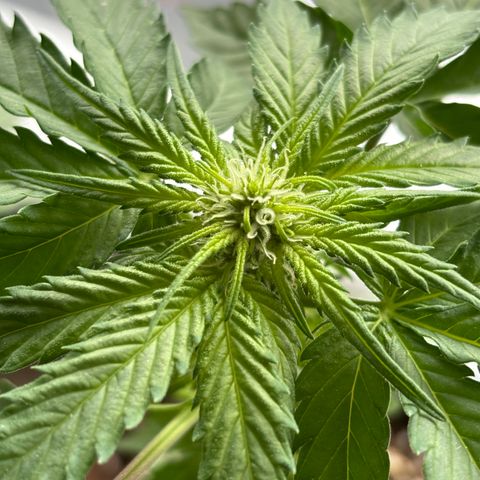 Northern Lights Autoflowering growlog timeline photo