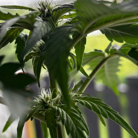 Northern Lights Autoflowering growlog timeline photo