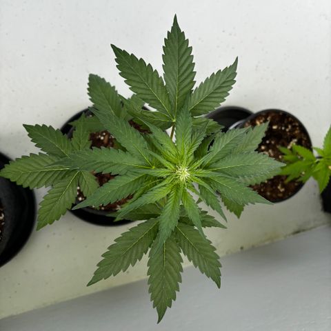 Northern Lights Autoflowering growlog timeline photo