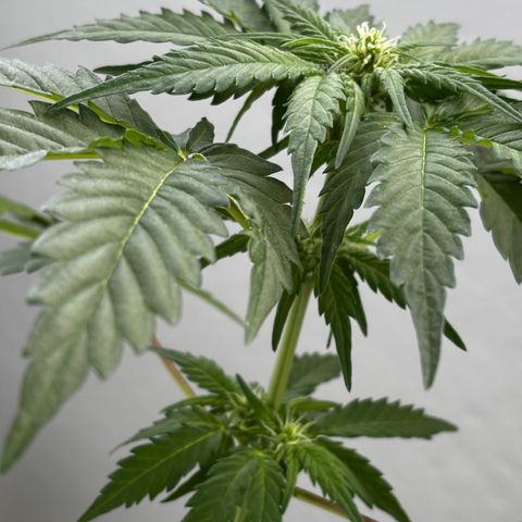 Northern Lights Autoflowering growlog timeline photo